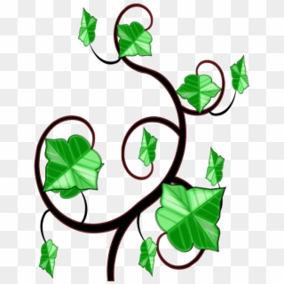 Common Ivy Computer Icons Vine Drawing - Clipart Ivy - Png Download