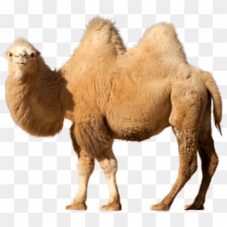 Camel Single - Camel Clipart