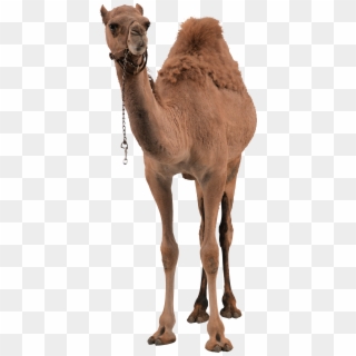 Camel Png Pic - Camel Png Clipart