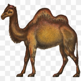 Png Camel - Bactrian Camel Clipart