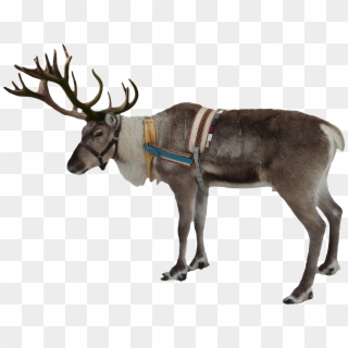 Reindeer Png Image - Reindeer Png Clipart
