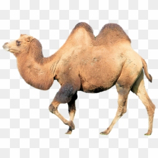 Camel Milk Benefits Clipart