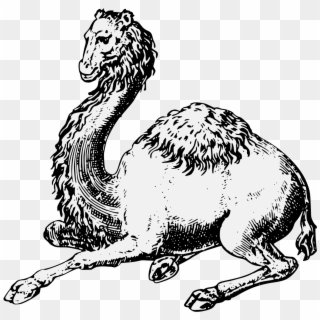 Camel Couchant - Illustration Clipart