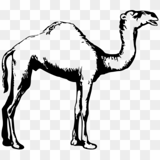 844 X 750 9 - Camel Images Clipart Black And White - Png Download