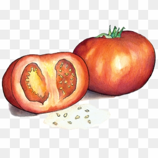 Tomatoes - Plum Tomato Clipart