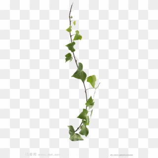 Common Ivy Virginia Creeper Vine Leaf Plant Clipart
