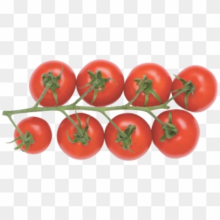 Red Tomatoes Clipart