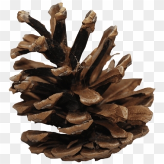 Download Pine Cone Png Images Background - Pine Cone Transparent Background Clipart