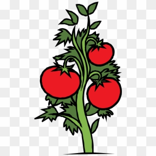 2400 X 2400 2 - Drawing Of Tomato Plant Clipart