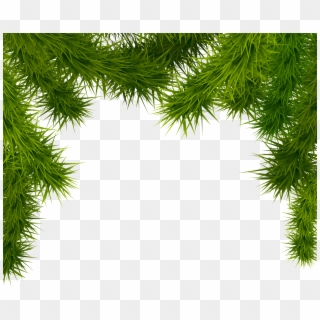 Royalty Free Library Branches Png Image Gallery Yopriceville - Christmas Tree Branch Png Clipart