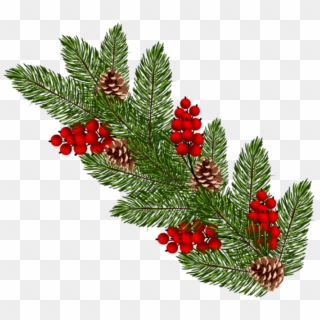 Free Png Transparent Christmas Pine Branch Png Png - Christmas Pine Branch Png Clipart