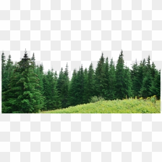 2000 X 831 218 - Forest Pine Trees Png Clipart