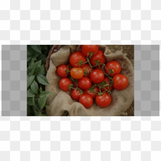 Organic Tomatoes Cat - Cherry Tomatoes Clipart