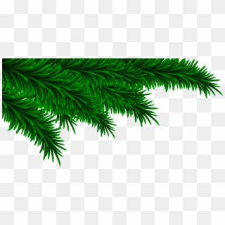 Christmas Pine Branch Png Clipart
