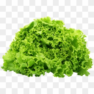 Green Lettuce Png Image - Lettuce Png Clipart