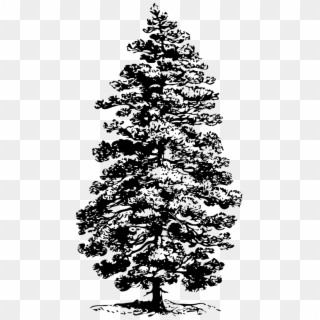 Pine Png Clipart