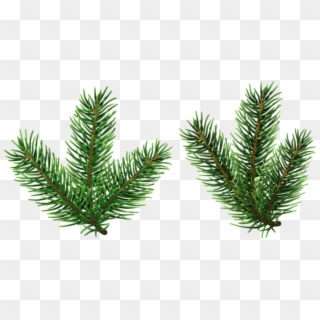 Free Png Pine Tree Branches Png Png - Christmas Tree Clipart