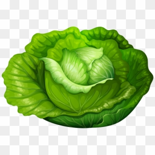 Cabbage Png Clip Art 1523 Lettuce Clipart - Transparent Background Animated Lettuce Png