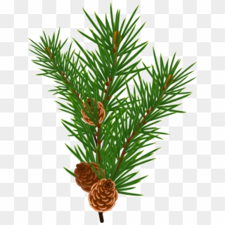 Pine Branch - Free Pine Branch Vector Clipart