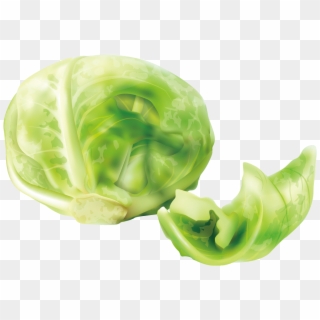 Cabbage Cruciferous Vegetables Lettuce - Cabbageclipart - Png Download