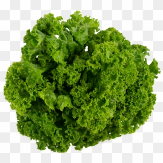 Lettuce - Leafy Vegetables No Background Clipart