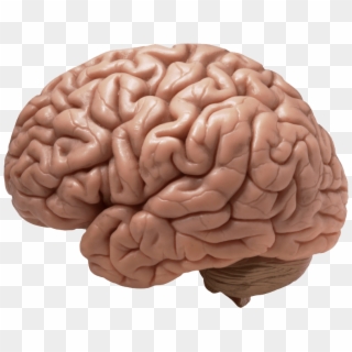 Pin Brain Clipart Transparent - Cerebro De Homo Sapiens - Png Download