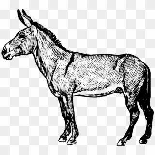 Donkey - Burro Clipart