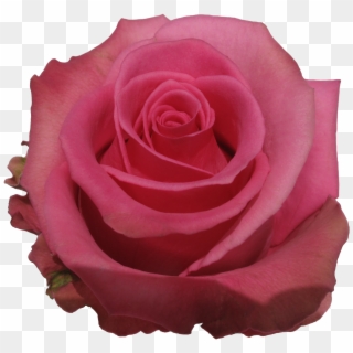 Rose Cotton Candy - Garden Roses Clipart