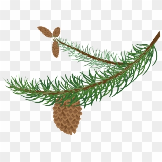 Fir Clipart Needle - Winter Tree Branch Clipart - Png Download