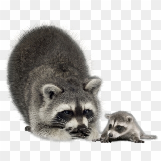 Raccoon Png - Baby Raccoon Png Clipart