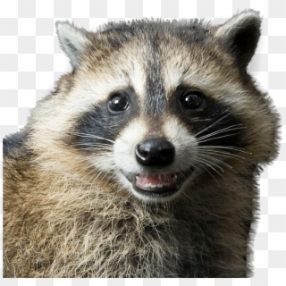 Raccoon Png Image - Raccoon Animal Clipart