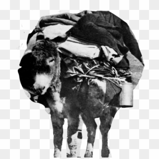 Donkey - Working Animal Clipart
