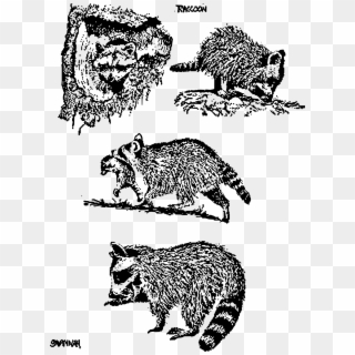 This Free Icons Png Design Of 4 Raccoon Scenes Clipart