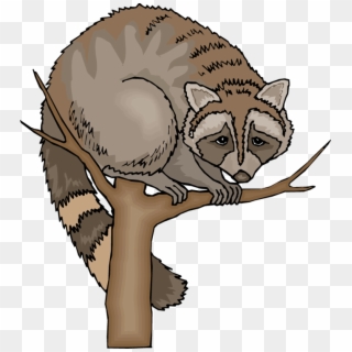 Free Raccoon Clipart - Structural Adaptations Of Raccoons - Png Download
