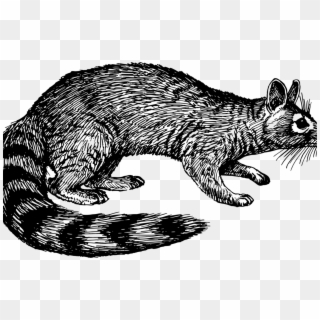 Whiskers Raccoon Wildcat Ring Tailed Cat Free Commercial - Clip Art - Png Download
