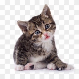 Kittens Transparent Face Png - Kitten Png Clipart