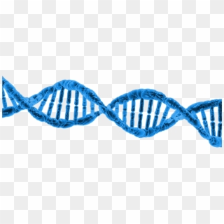 Dna String Double Helix - Biotechnology Dna Clipart