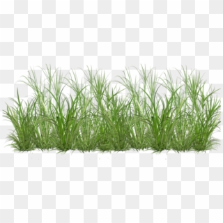 Sweet Grass , Png Download Clipart