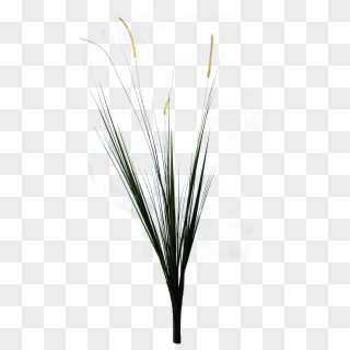 Palm-grass , Png Download Clipart
