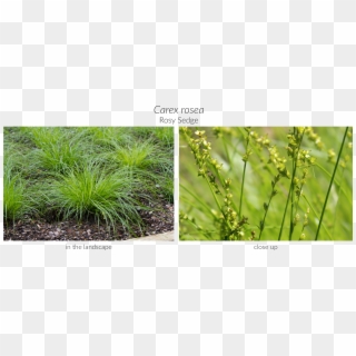 Click Here To See Our Full Carex Collection And Here - Sweet Grass Clipart