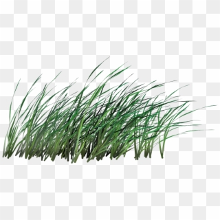Tall Grass Png - Sweet Grass Clipart