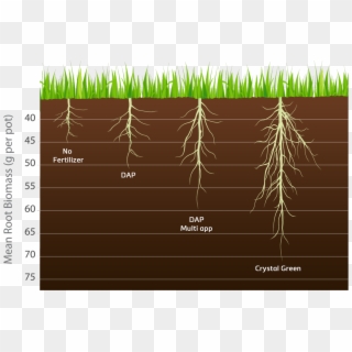 Length Of Turf Root Clipart