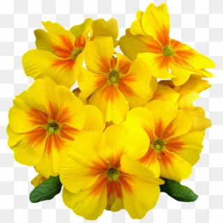 Flower Png Images, Primroses, Spring Flowers, Free - Evening Primrose Png Clipart