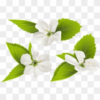 Free Png Spring Tree Flowers Png Images Transparent - Jasmine Flower Clipart Transparent