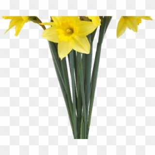 Spring Daffodils Transparent Background Flower Image Clipart