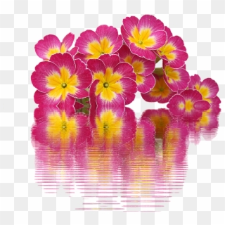 Spring, Primroses, Plant, Primrose, Spring Flowers - Primroses Png Clipart