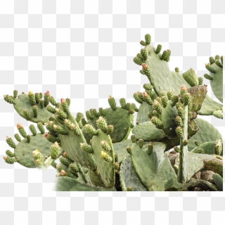 925 X 575 4 - Prickly Pear Cactus Transparent Clipart