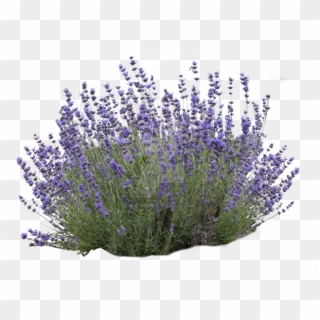 Go To Image - Lavender Clipart