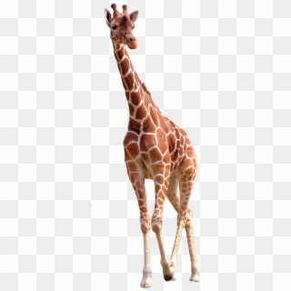 Giraffe Png Clipart