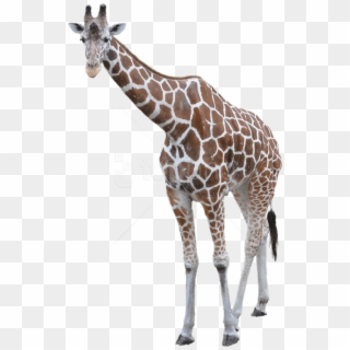 Free Png Download Giraffe Png Images Background Png - Transparent Background Giraffe Transparent Clipart